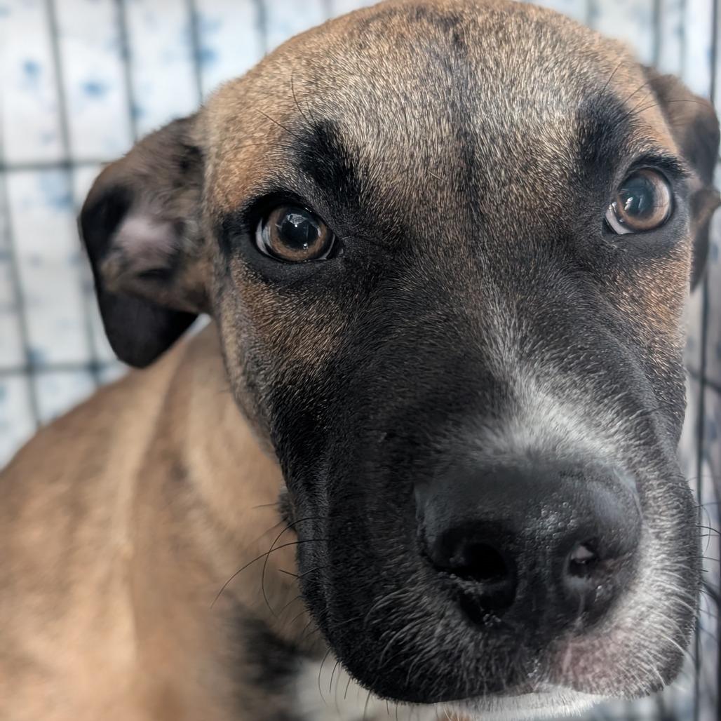 Mayweather, Adoptable, Puppy Male Mixed Breed.