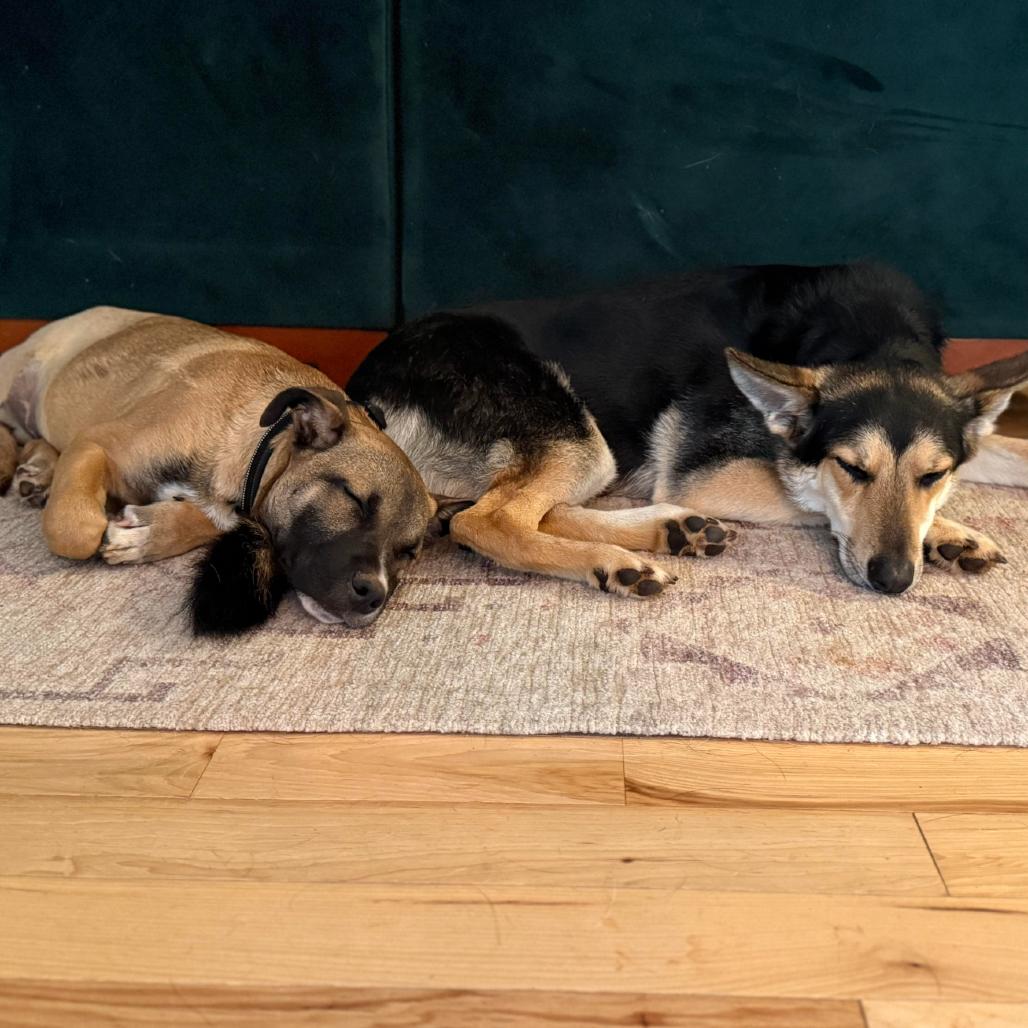 Enlarge Mayweather, a Adoptable Mixed Breed in Asheville, NC image 3/6