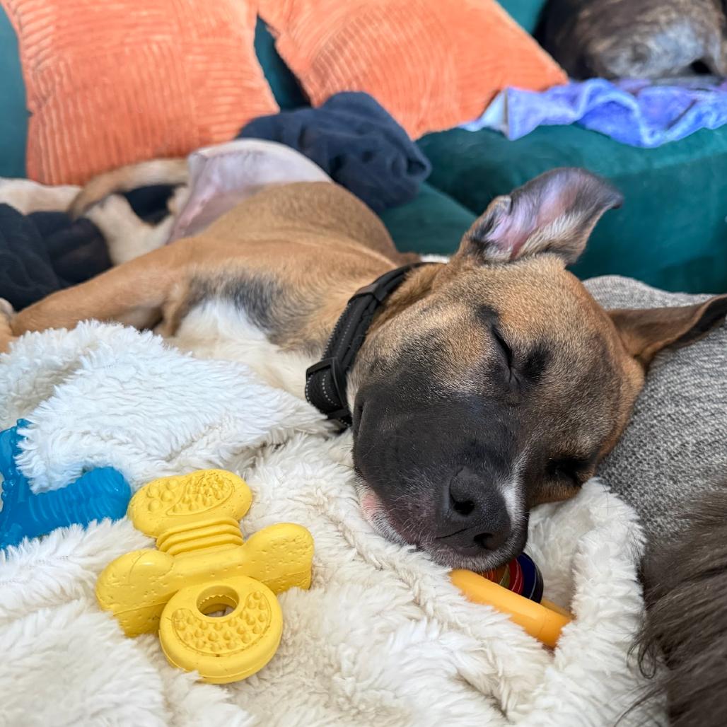 Enlarge Mayweather, a Adoptable Mixed Breed in Asheville, NC image 4/6