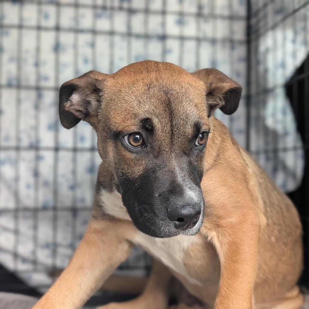 Enlarge Mayweather, a Adoptable Mixed Breed in Asheville, NC image 2/6