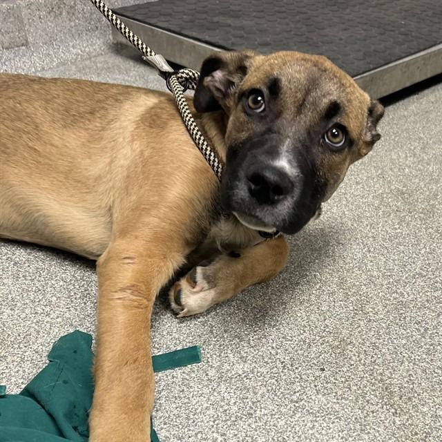 Enlarge Mayweather, a Adoptable Mixed Breed in Asheville, NC image 3/6