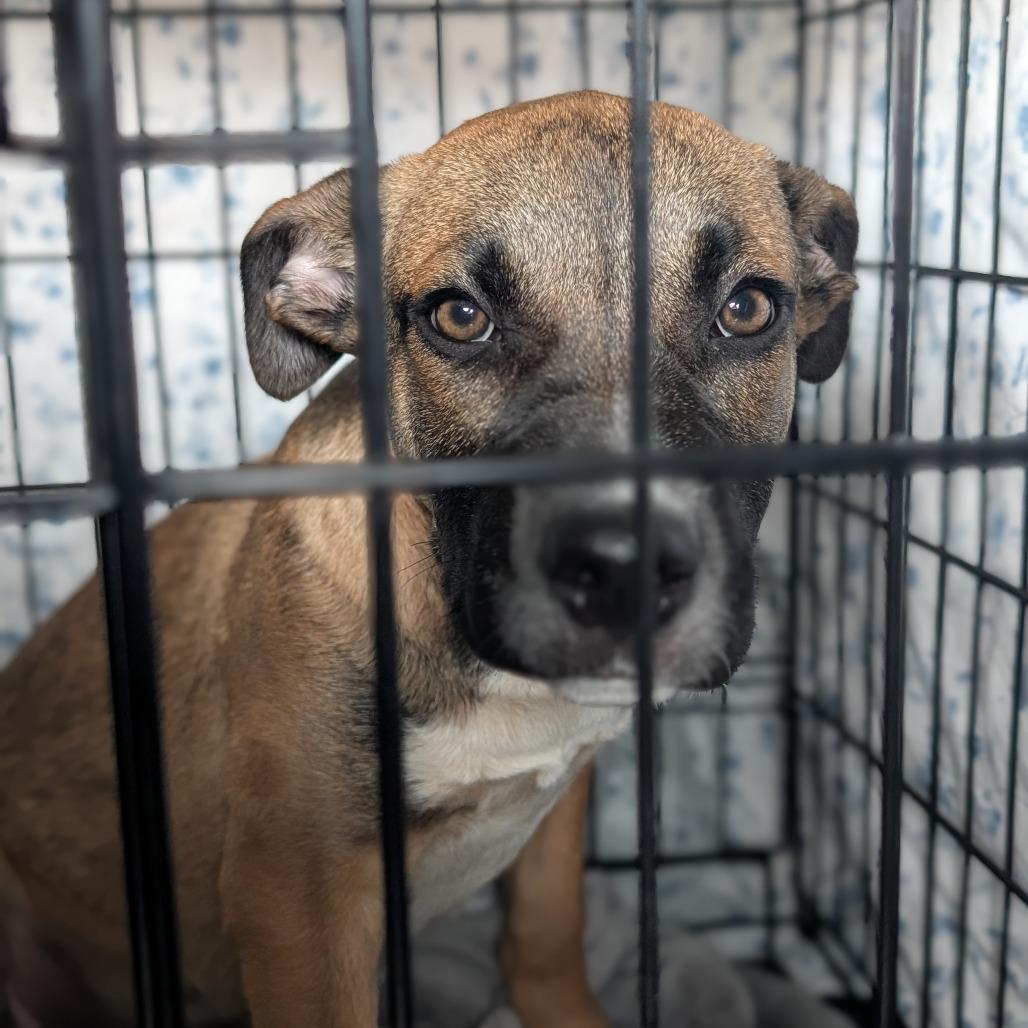 Enlarge Mayweather, a Adoptable Mixed Breed in Asheville, NC image 4/6