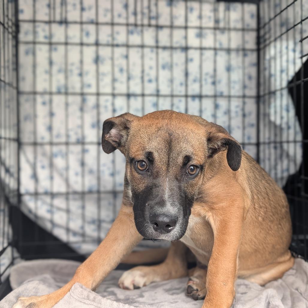 Enlarge Mayweather, a Adoptable Mixed Breed in Asheville, NC image 5/6