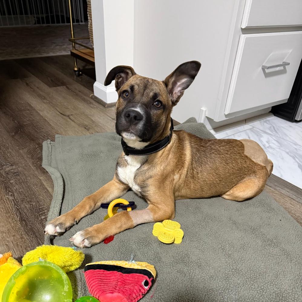 Enlarge Mayweather, a Adoptable Mixed Breed in Asheville, NC image 6/6