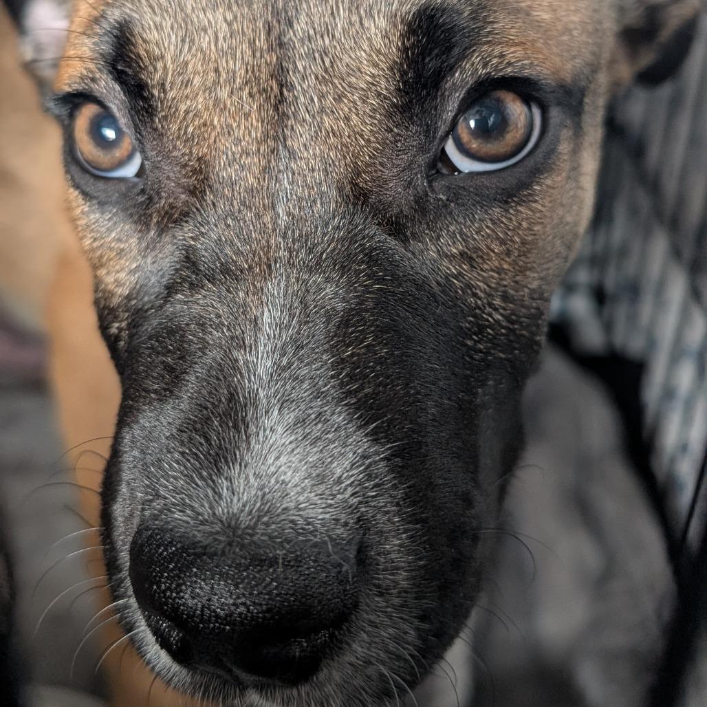 Enlarge Mayweather, a Adoptable Mixed Breed in Asheville, NC image 6/6