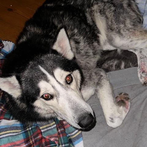 Jasper, Adoptable, Adult Male Siberian Husky.