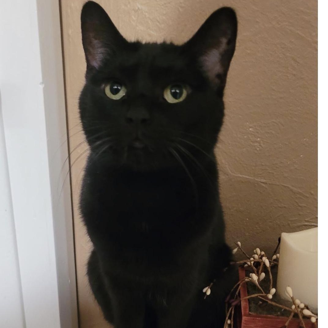 Willow, Adoptable, Adult Female Domestic Short Hair.