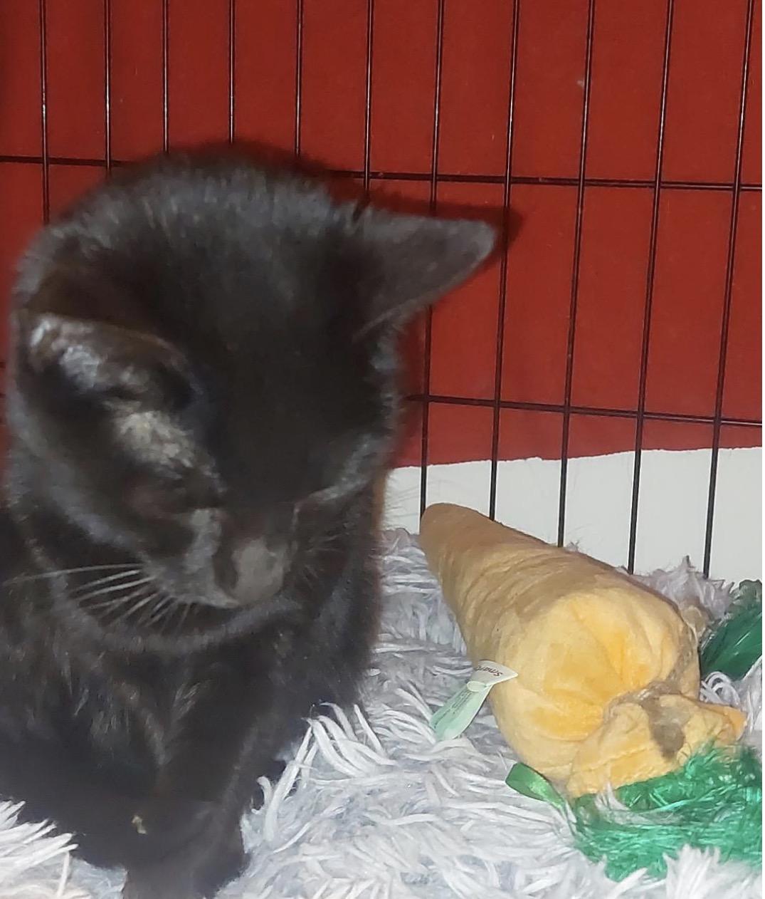 Willow, a Adoptable Domestic Short Hair in Maineville, OH image 2/3