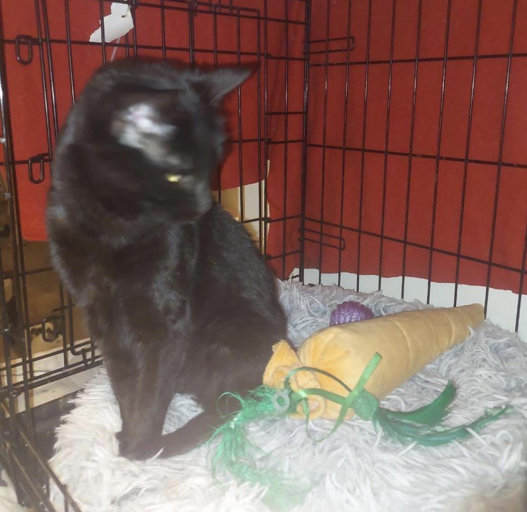 Willow, a Adoptable Domestic Short Hair in Maineville, OH image 3/3