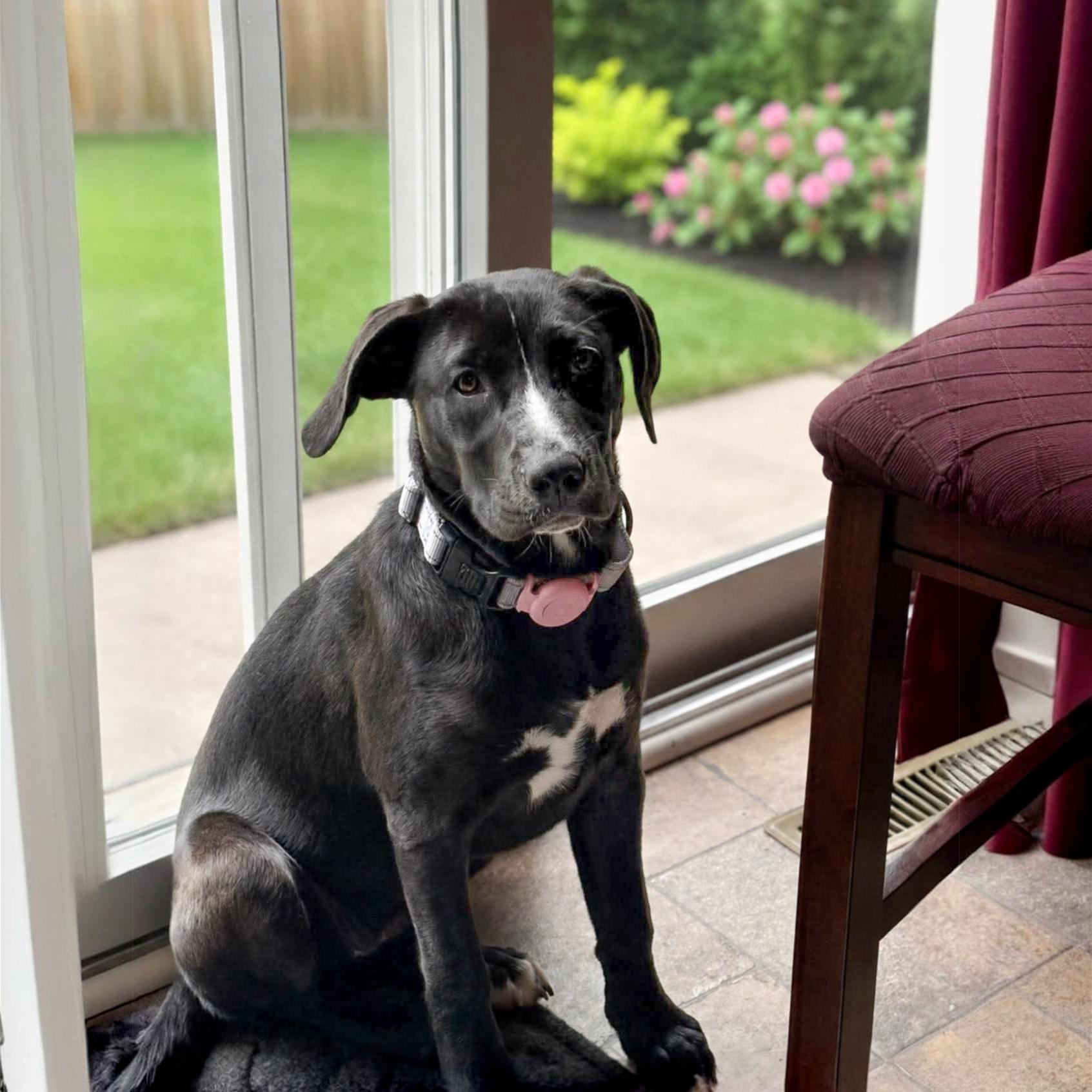 Petunia , Adoptable, Puppy Female Mixed Breed.