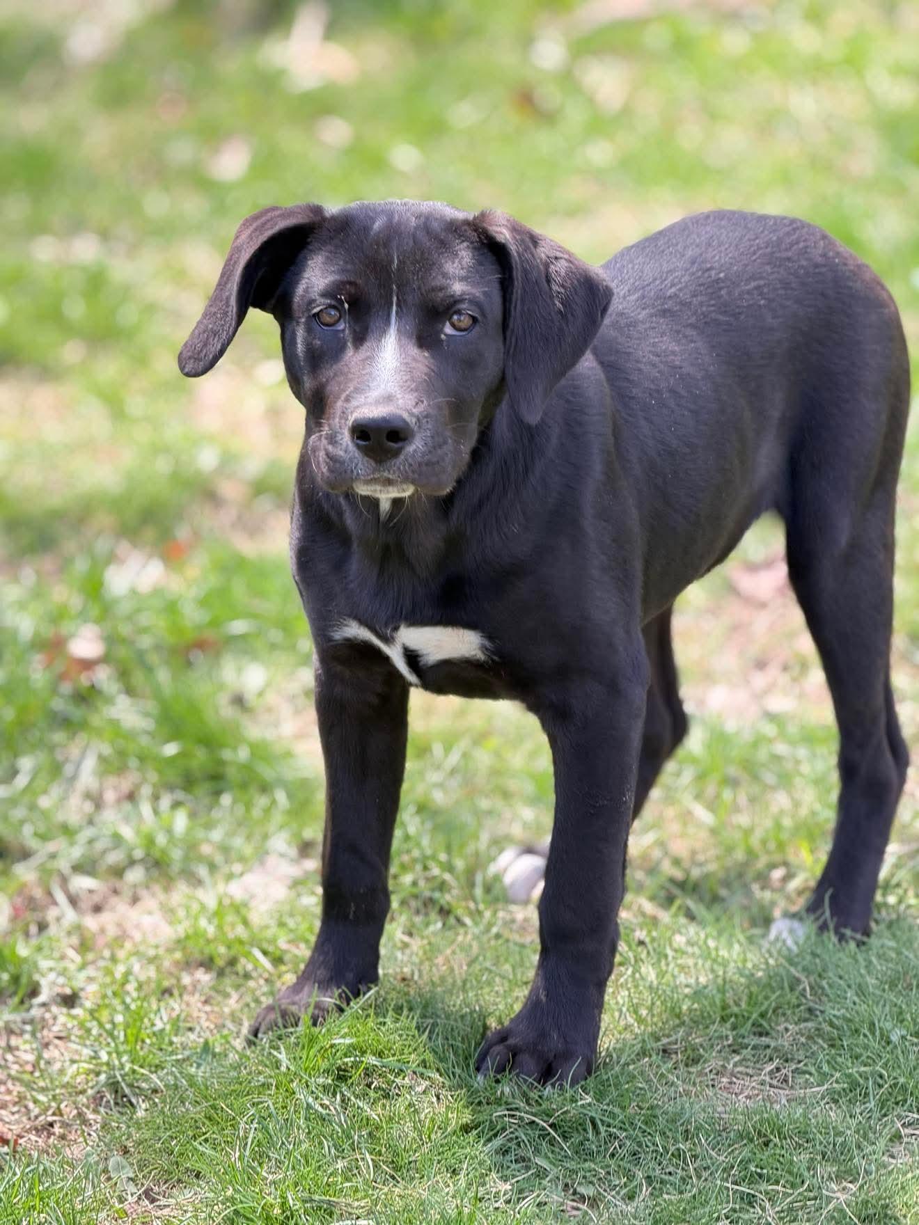 Enlarge Petunia , a Adoptable Mixed Breed in Argyle, NY image 4/6