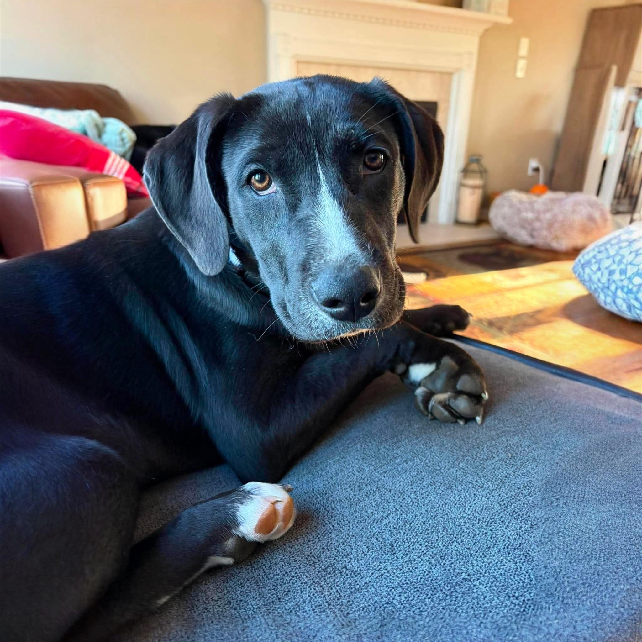 Enlarge Petunia , a Adoptable Mixed Breed in Argyle, NY image 2/6