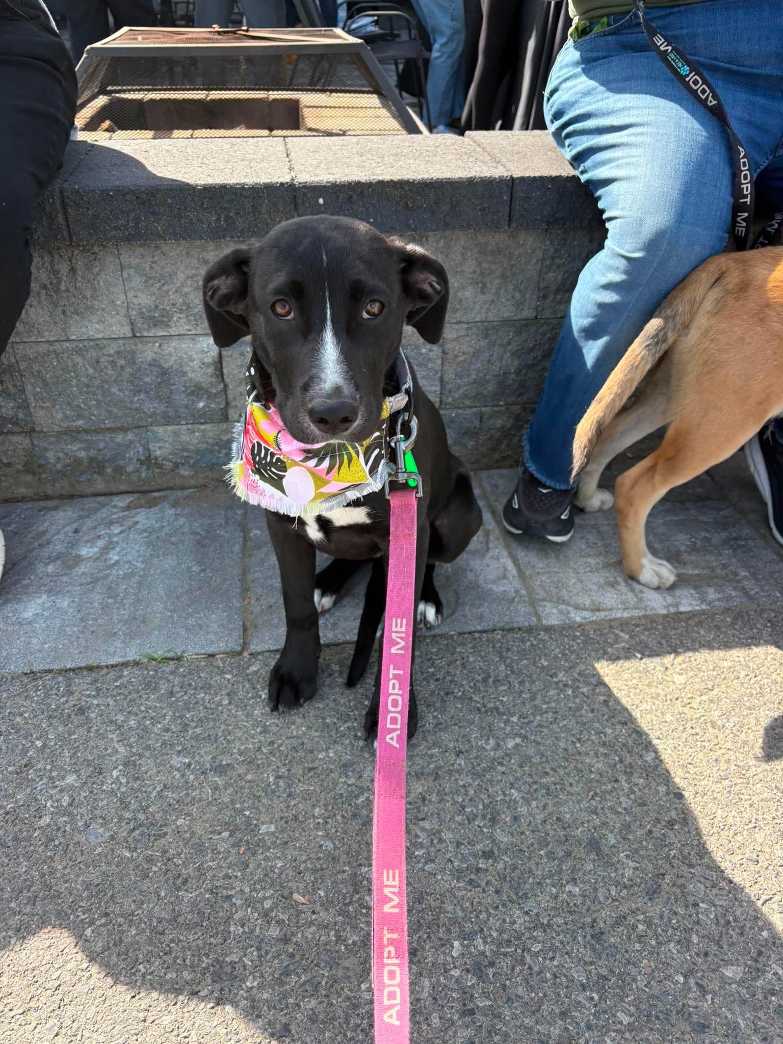 Petunia , Adoptable, Puppy Female Labrador Retriever.