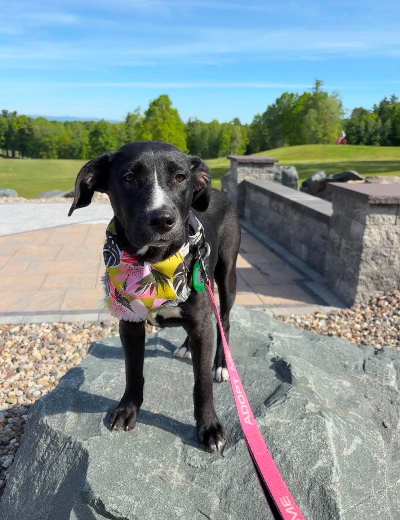 Enlarge Tuna, an adoptable mixed breed in Argyle, NY image 4/6