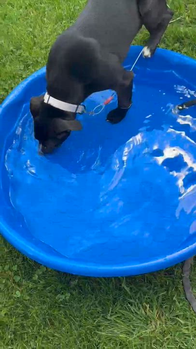 Enlarge Petunia , a Adoptable Mixed Breed in Argyle, NY video 6/6