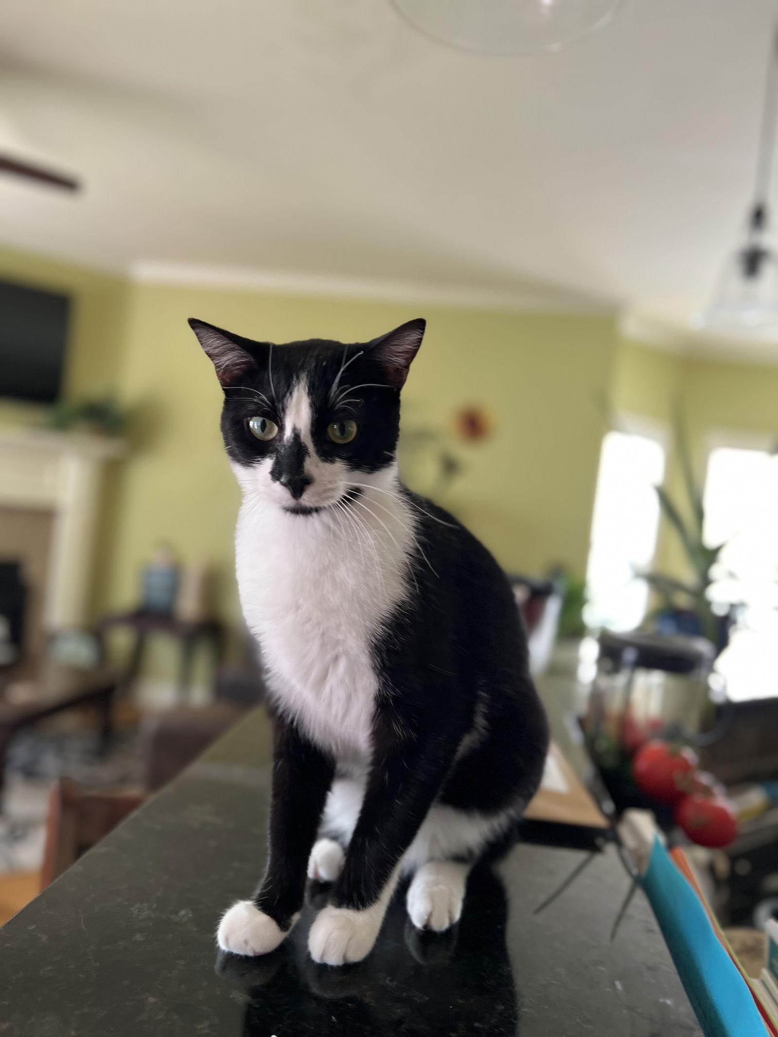 GENERAL MEOW, a Adoptable Tuxedo in Franklin, TN image 1/6