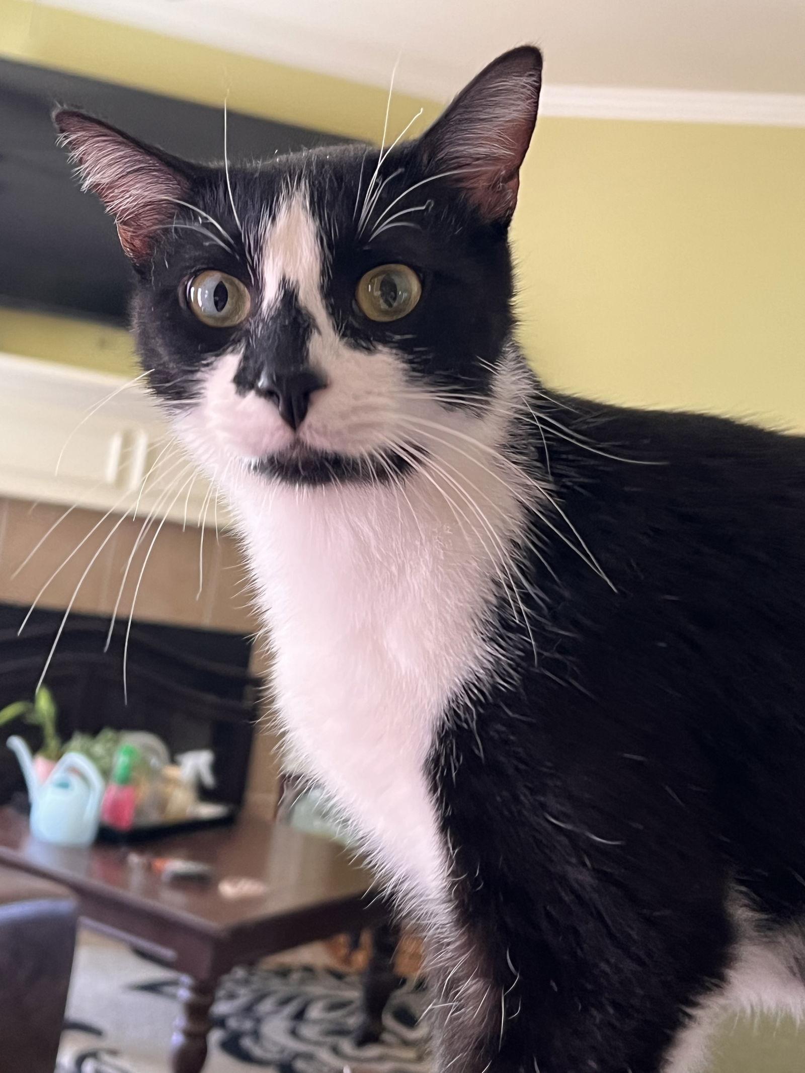 GENERAL MEOW, a Adoptable Tuxedo in Franklin, TN image 2/6