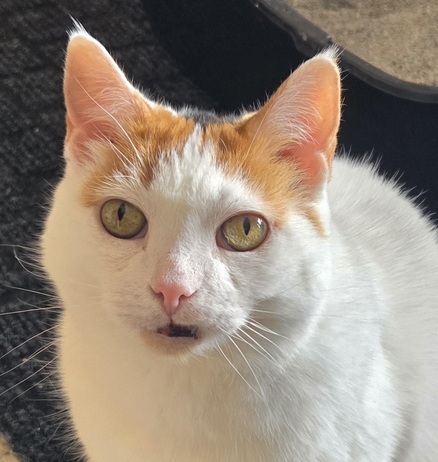 Enlarge Jinger, a ADOPTABLE Domestic Short Hair in Calgary, AB image 2/4
