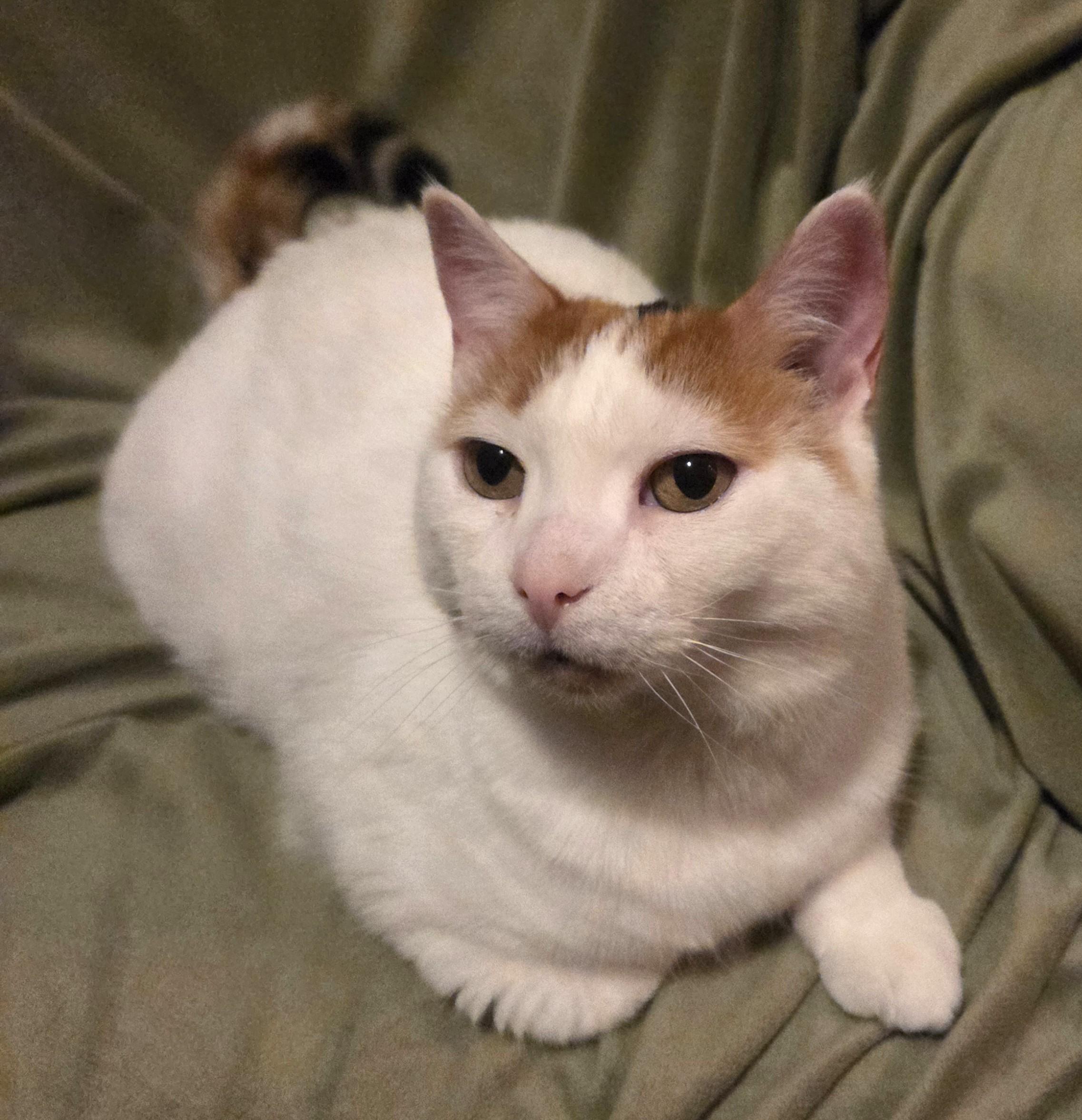 Jinger, ADOPTABLE, Senior Female Domestic Short Hair.