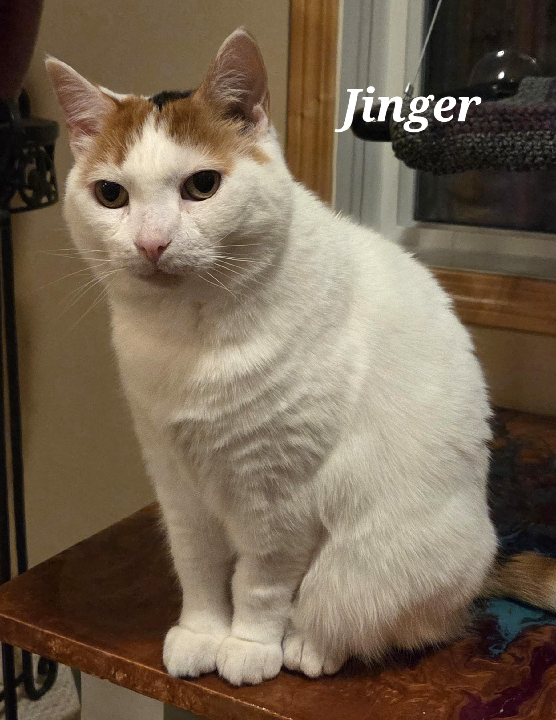 Enlarge Jinger, a ADOPTABLE Domestic Short Hair in Calgary, AB image 4/4