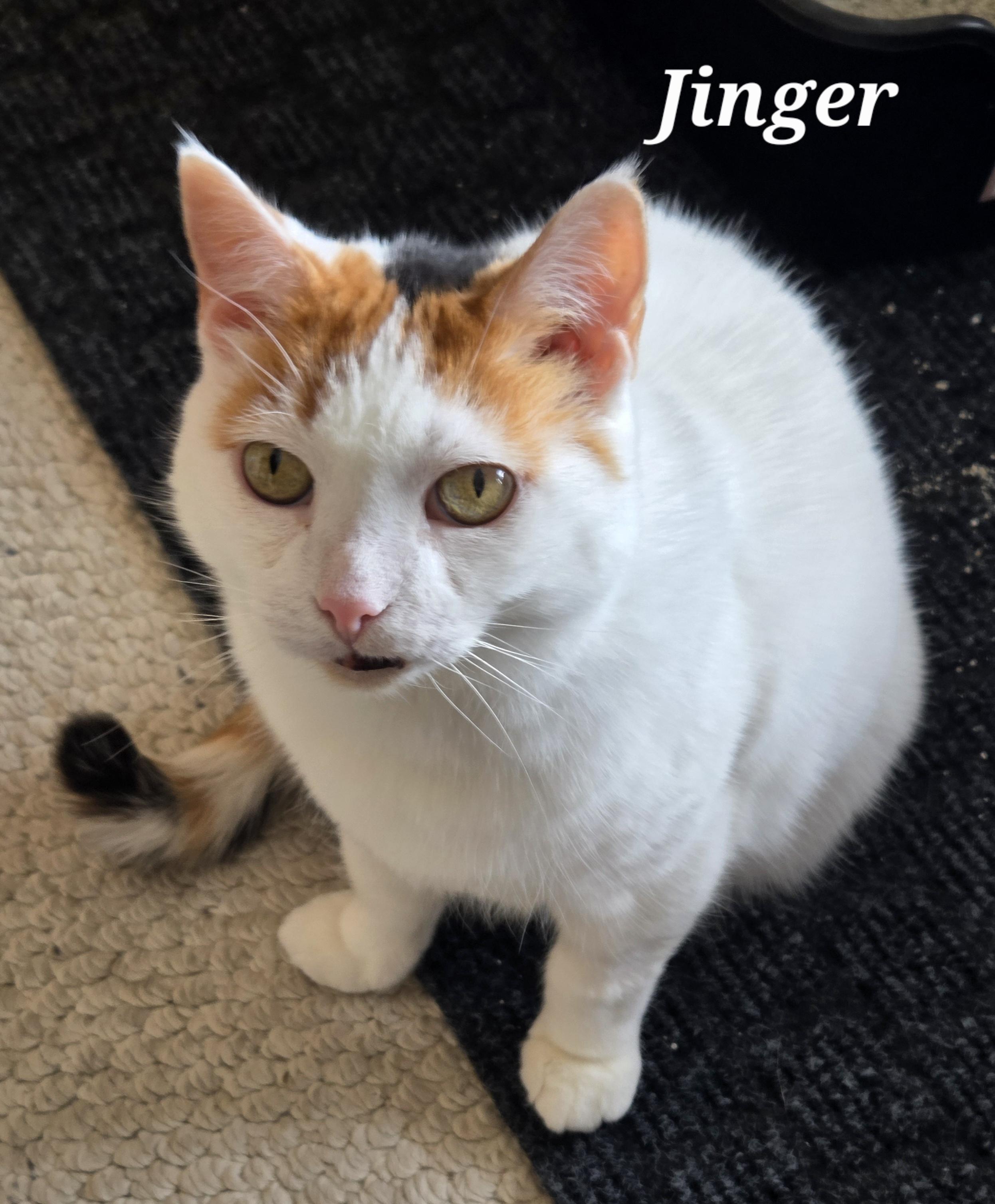 Enlarge Jinger, a ADOPTABLE Domestic Short Hair in Calgary, AB image 3/4