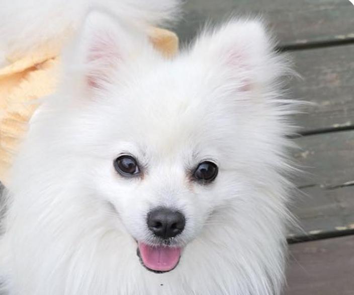 Roy, an adoptable Pomeranian, Spitz in San Francisco, CA, 94115 | Photo Image 1