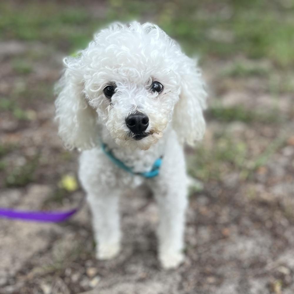 Sadie, a Adoptable Poodle in Orlando, FL image 1/6