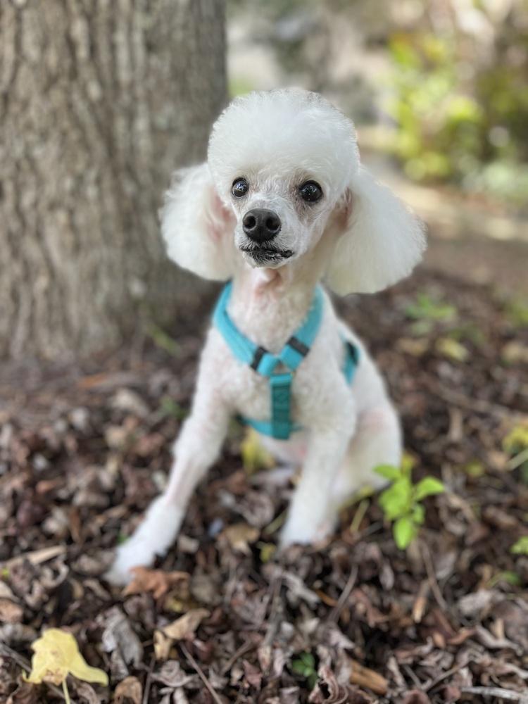 Sadie, a Adoptable Poodle in Orlando, FL image 2/6