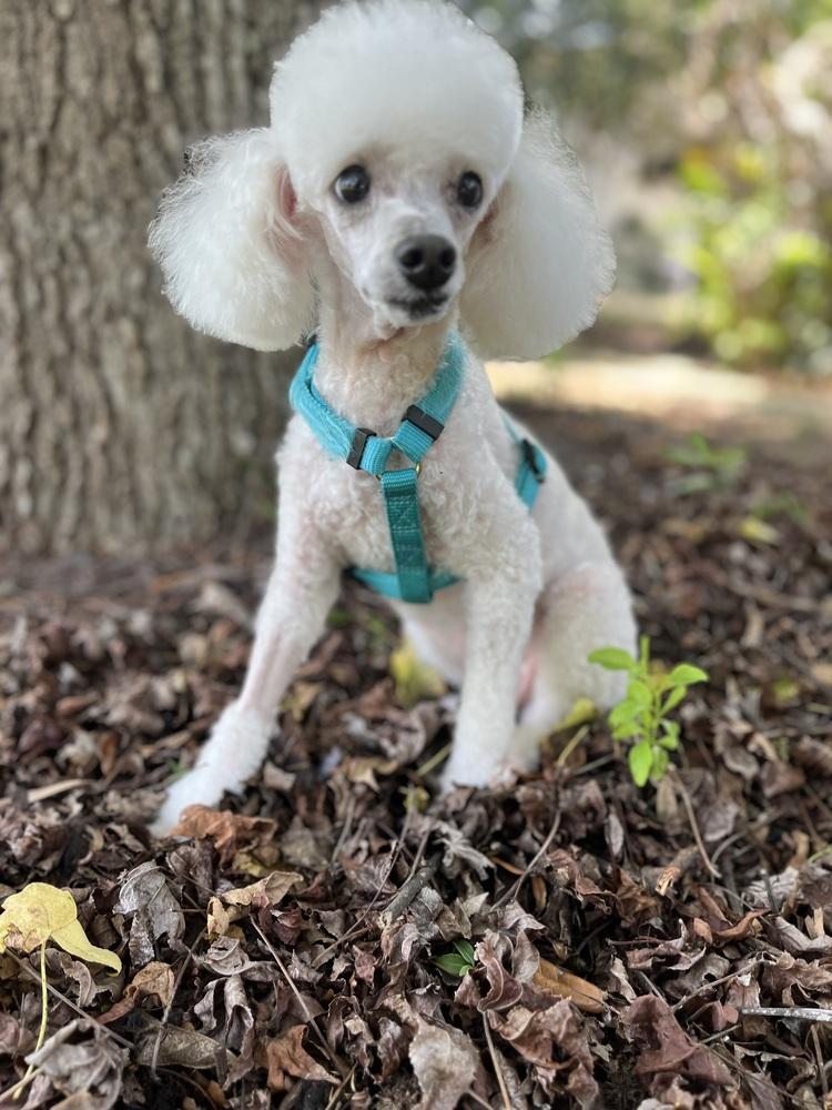 Sadie, a Adoptable Poodle in Orlando, FL image 3/6
