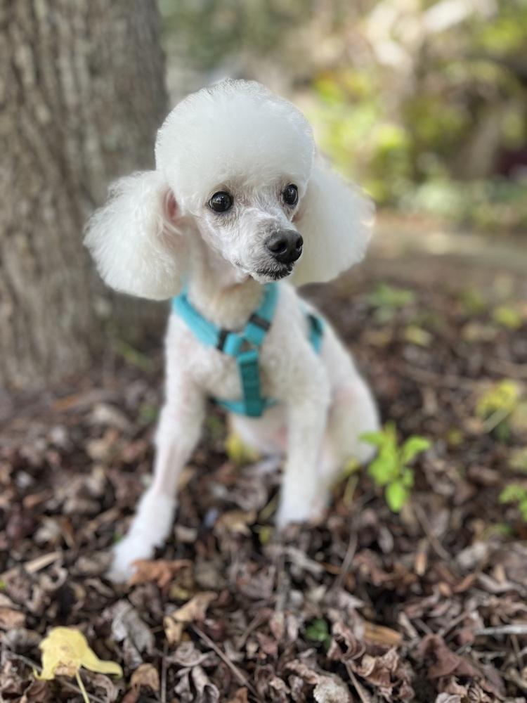 Sadie, a Adoptable Poodle in Orlando, FL image 4/6