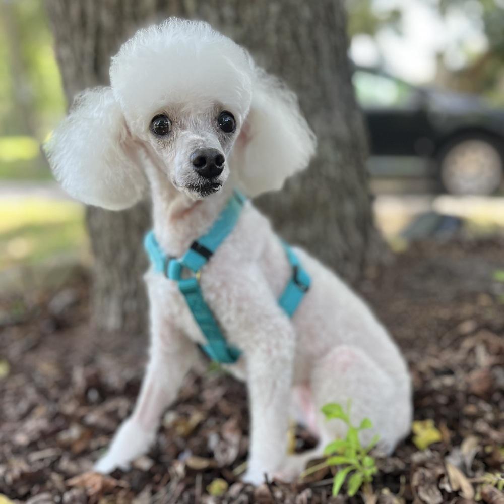 Sadie, a Adoptable Poodle in Orlando, FL image 5/6
