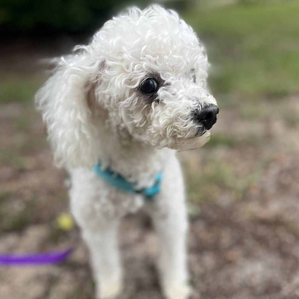Sadie, a Adoptable Poodle in Orlando, FL image 6/6