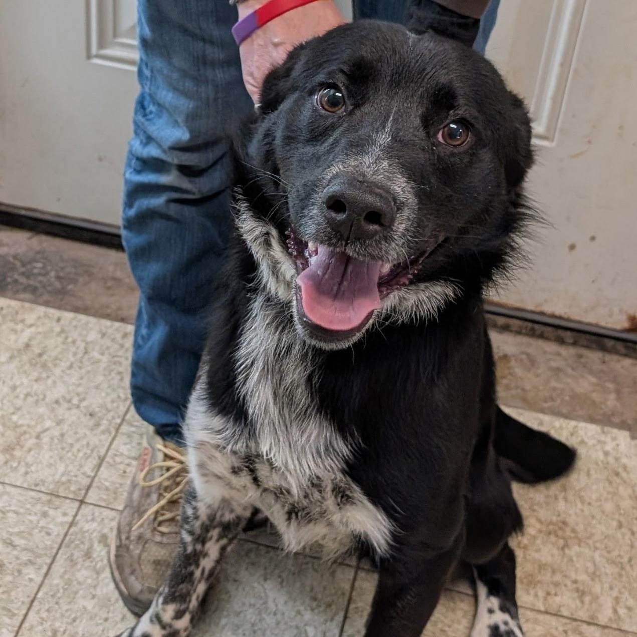 Gordan, ADOPTABLE, Young Male Australian Shepherd & Border Collie.
