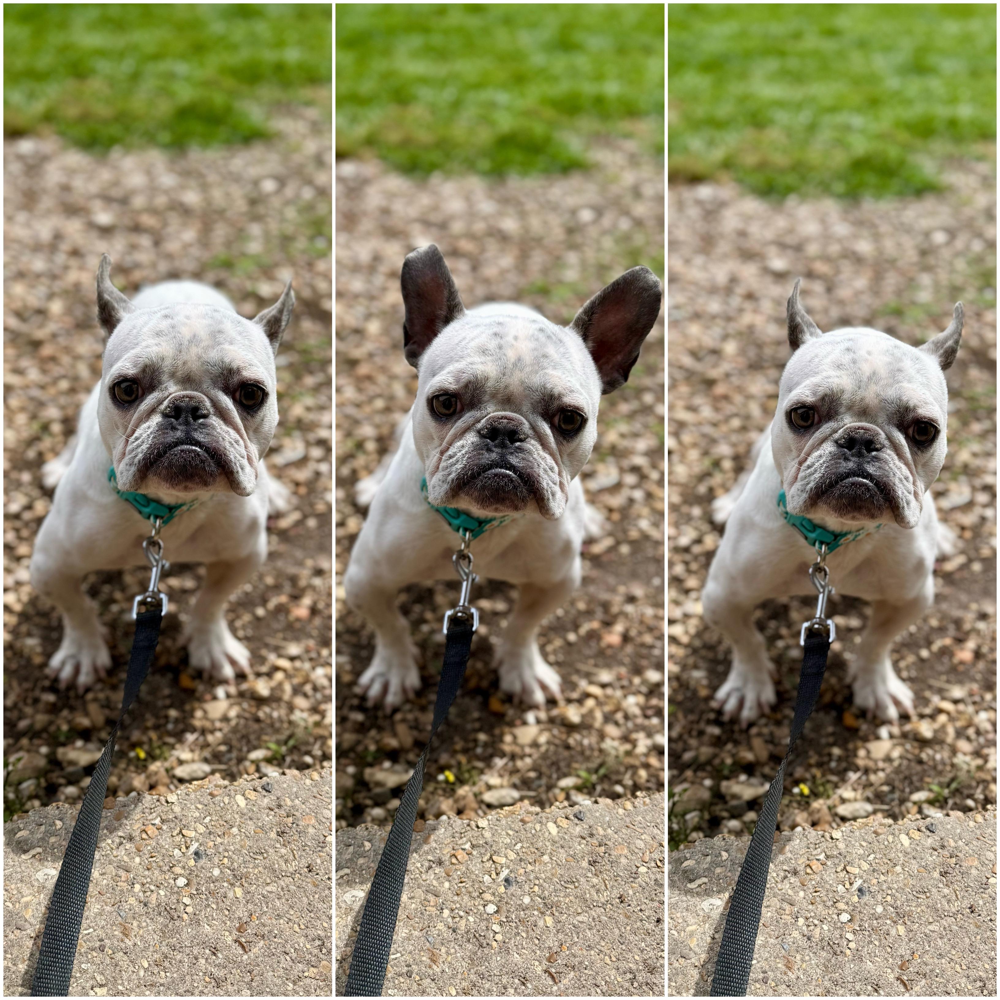Enlarge Temu, an adopted French Bulldog in New Orleans, LA image 4/6