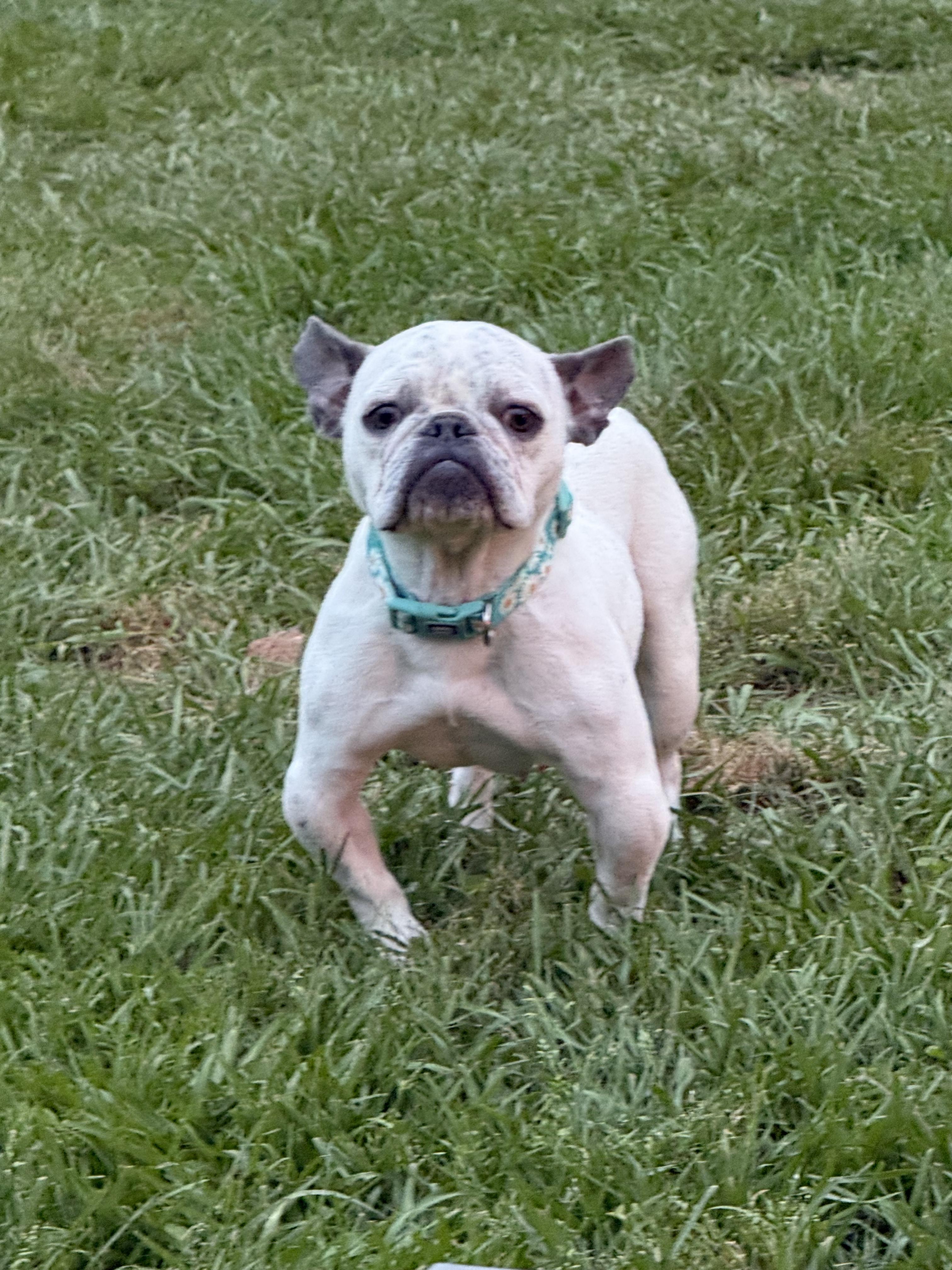 Enlarge Temu, an adopted French Bulldog in New Orleans, LA image 6/6