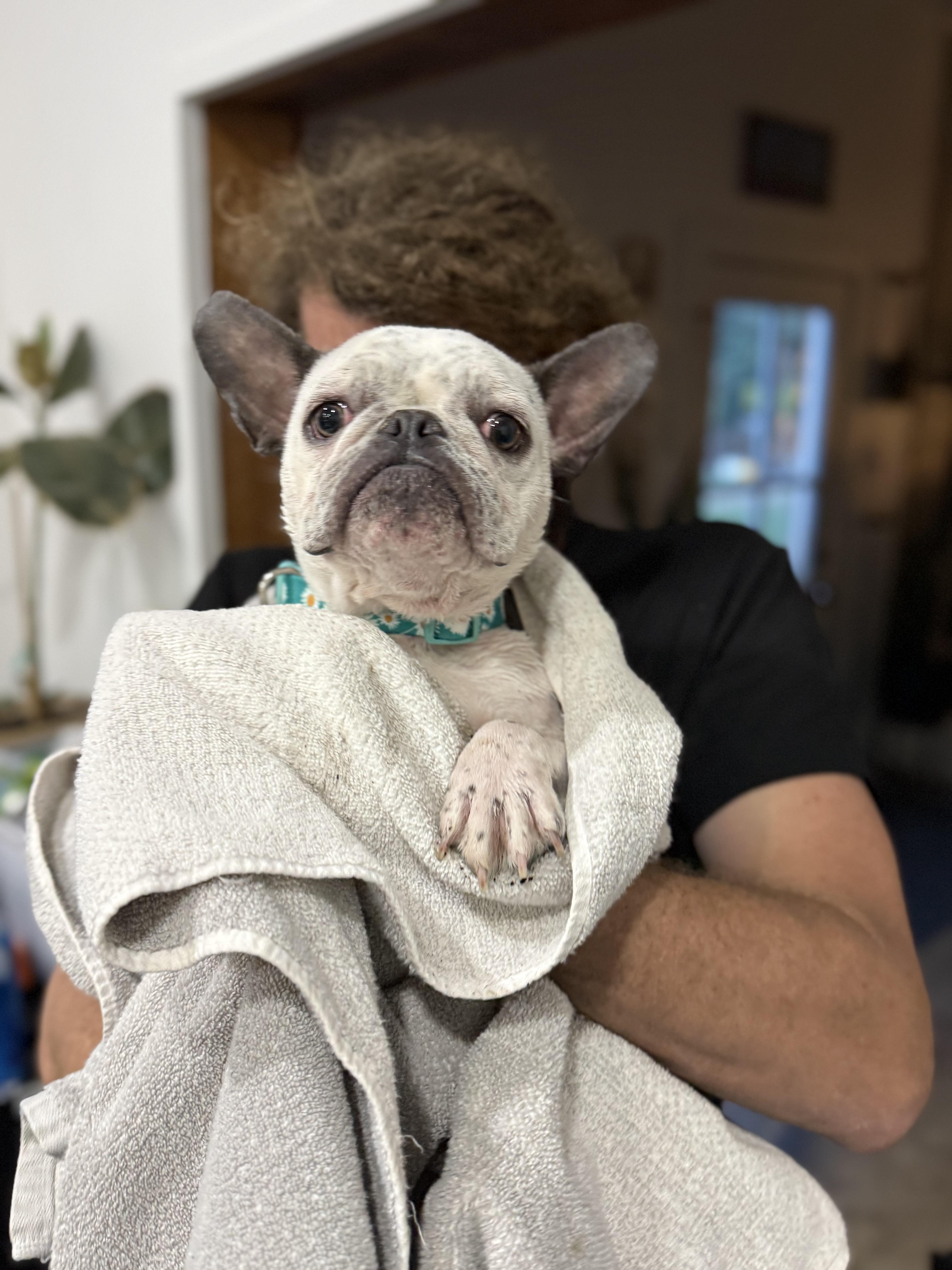 Enlarge Temu, an adopted French Bulldog in New Orleans, LA image 5/6