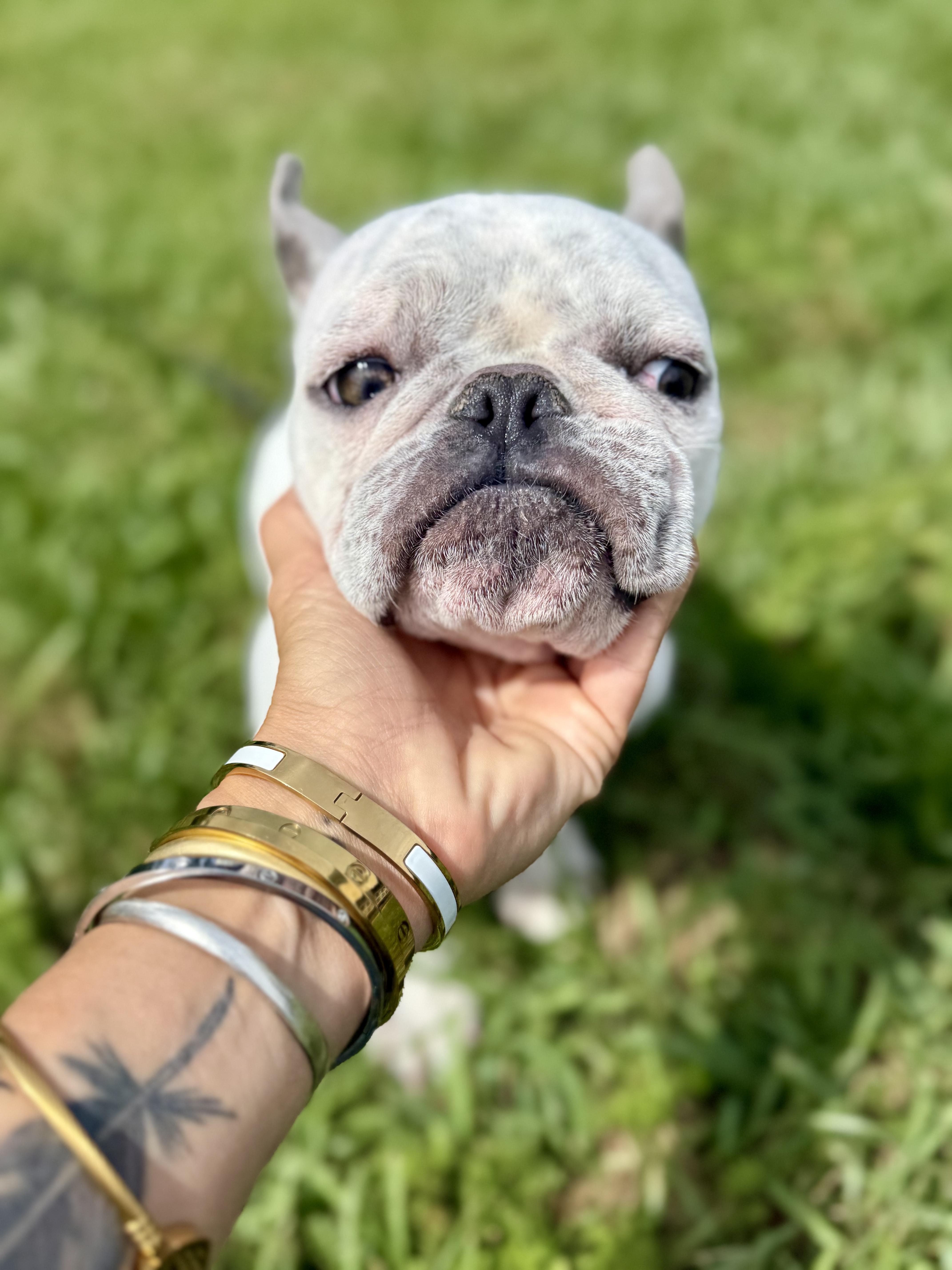 Enlarge Temu, an adopted French Bulldog in New Orleans, LA image 3/6