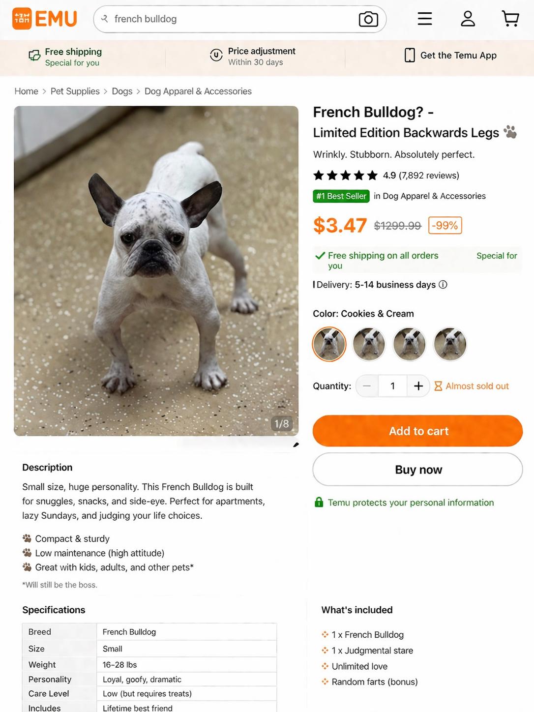 Temu, adopted, Young Female French Bulldog.