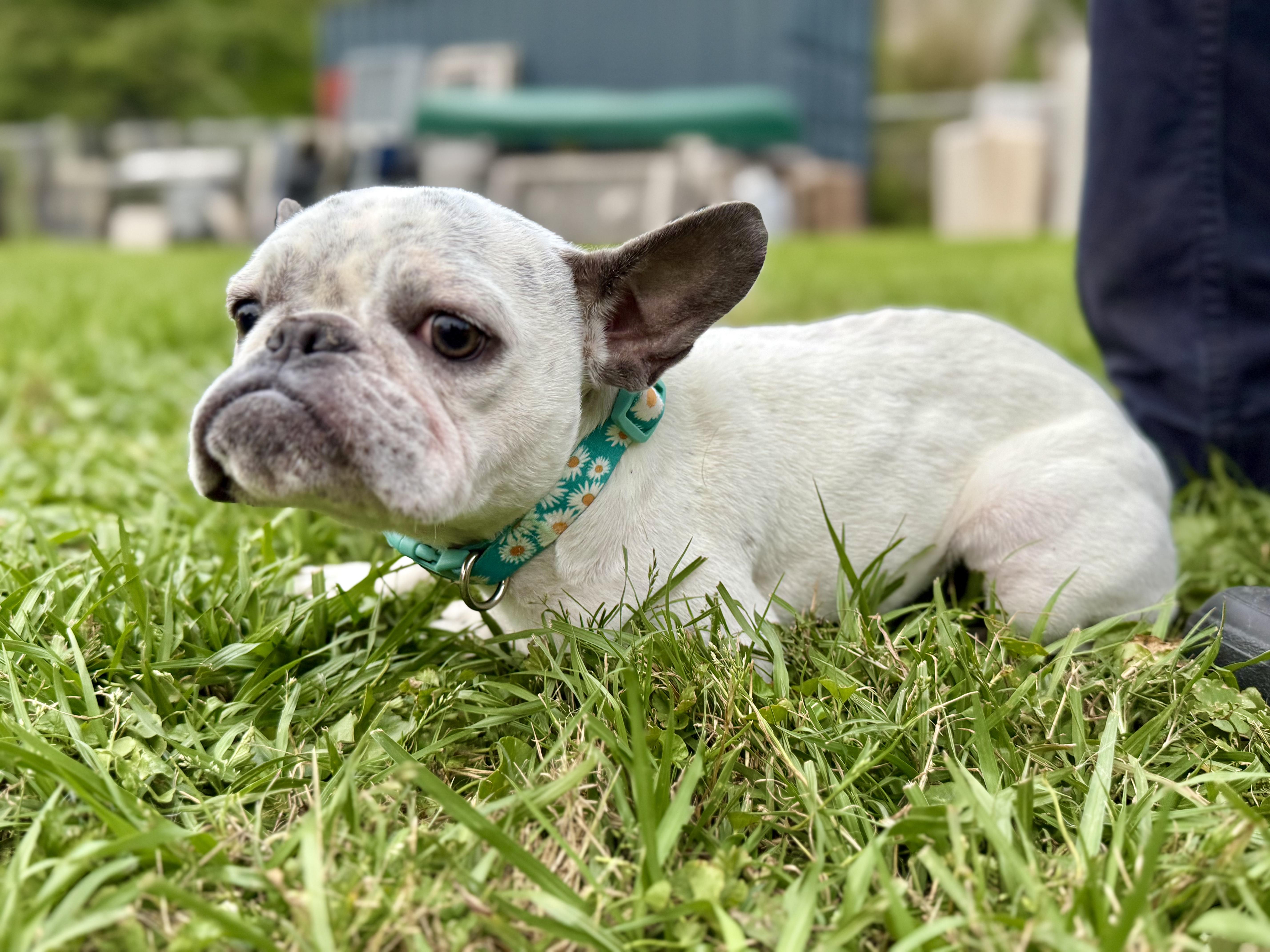 Enlarge Temu, an adopted French Bulldog in New Orleans, LA image 2/6