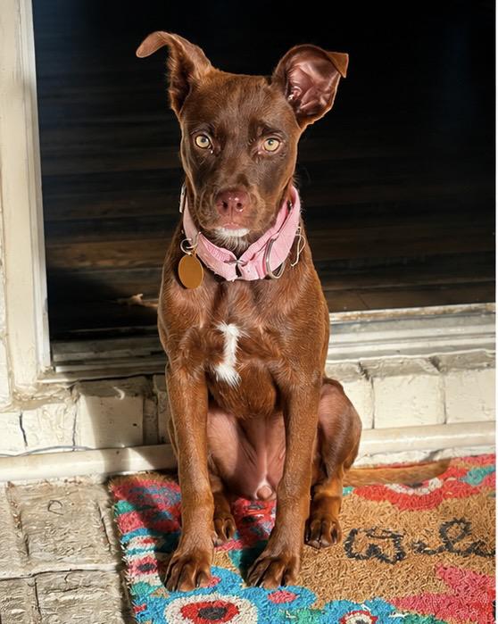 Roo, an adopted mixed breed in charleston, SC image 4/6
