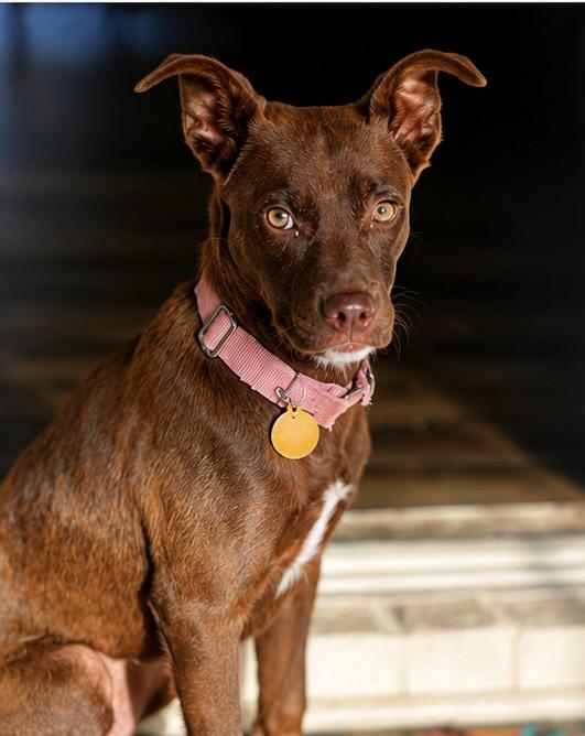 Roo, an adopted mixed breed in charleston, SC image 6/6