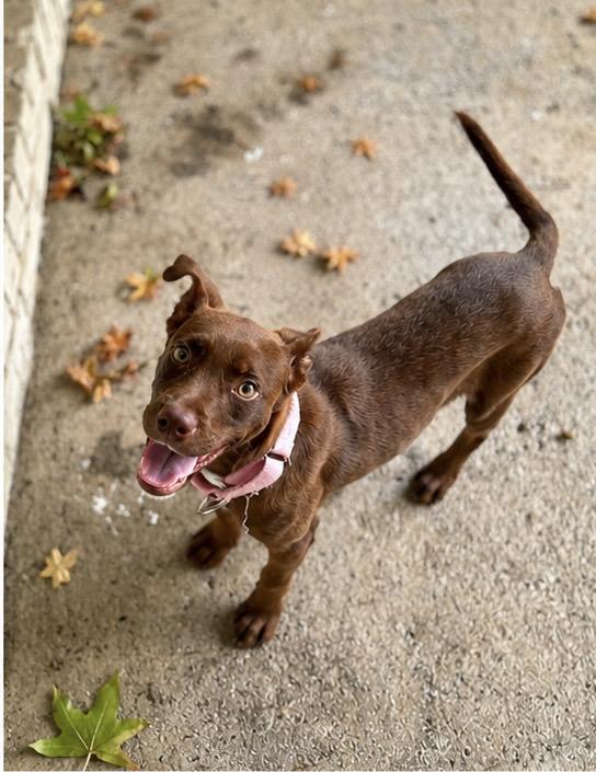 Roo, an adopted mixed breed in charleston, SC image 5/6