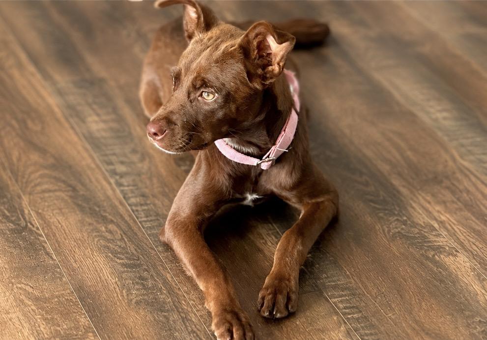 Roo, an adopted mixed breed in charleston, SC image 3/6