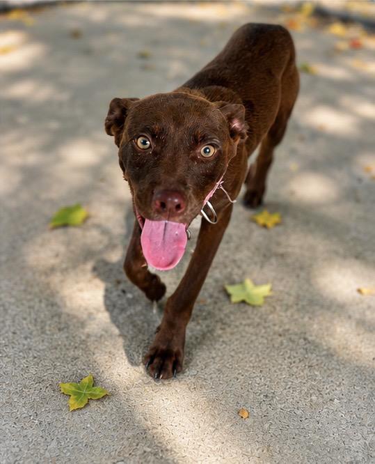 Roo, an adopted mixed breed in charleston, SC image 2/6