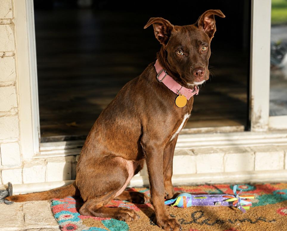 Roo, an adopted mixed breed in charleston, SC image 1/6
