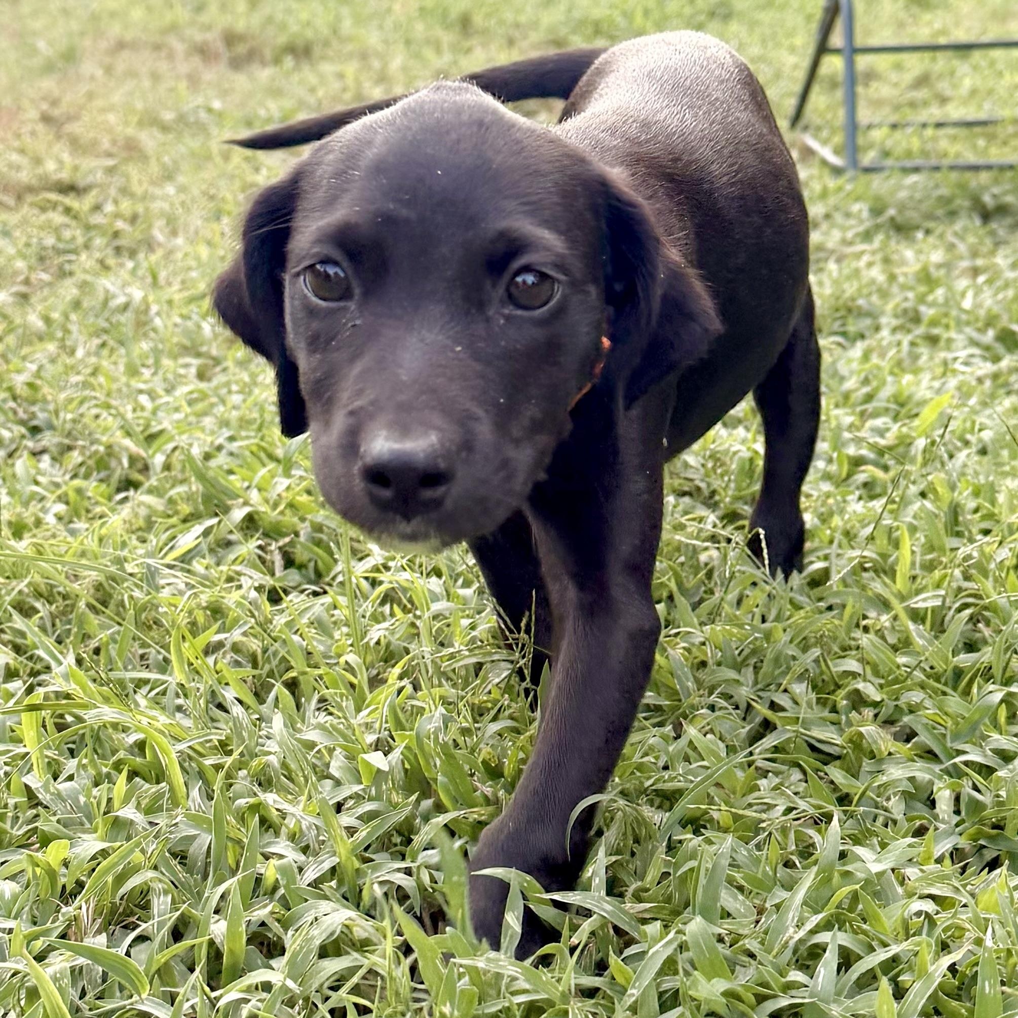 Enlarge Emma RR is Adopted, a Adoptable mixed breed in South Portland, ME image 2/2