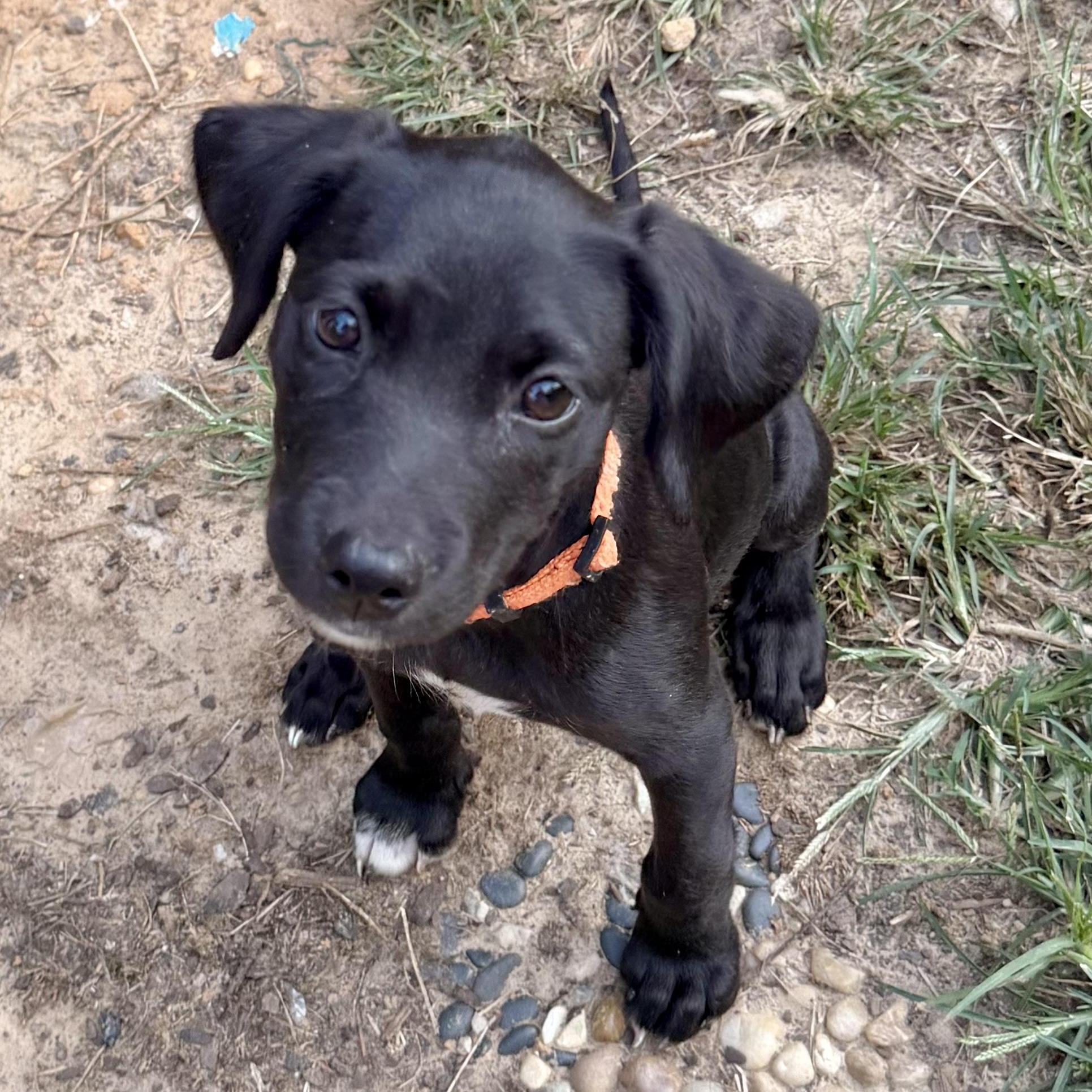 Emma RR is Adopted, Adoptable, Puppy Female Mixed Breed.