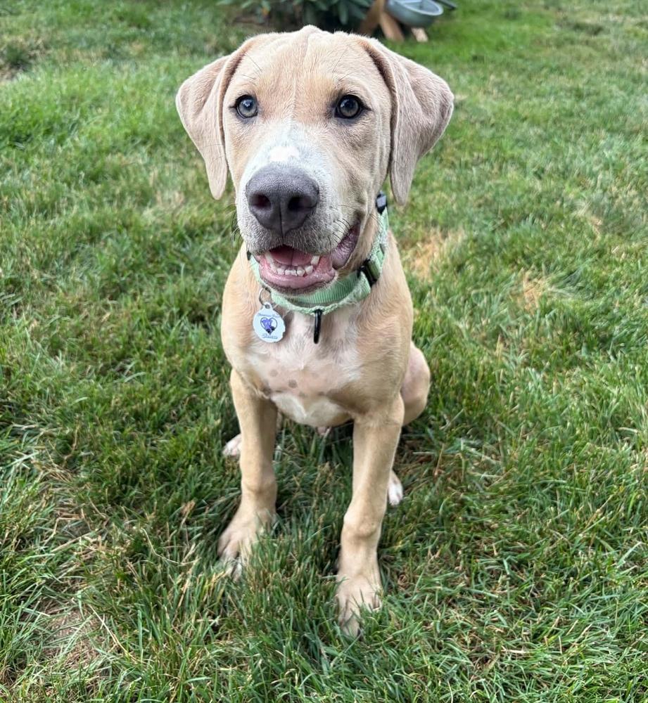 Ronaldo, Adoptable, Puppy Male Great Dane.