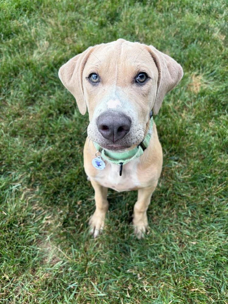 Enlarge Ronaldo, a Adoptable mixed breed in Alden, NY image 2/3