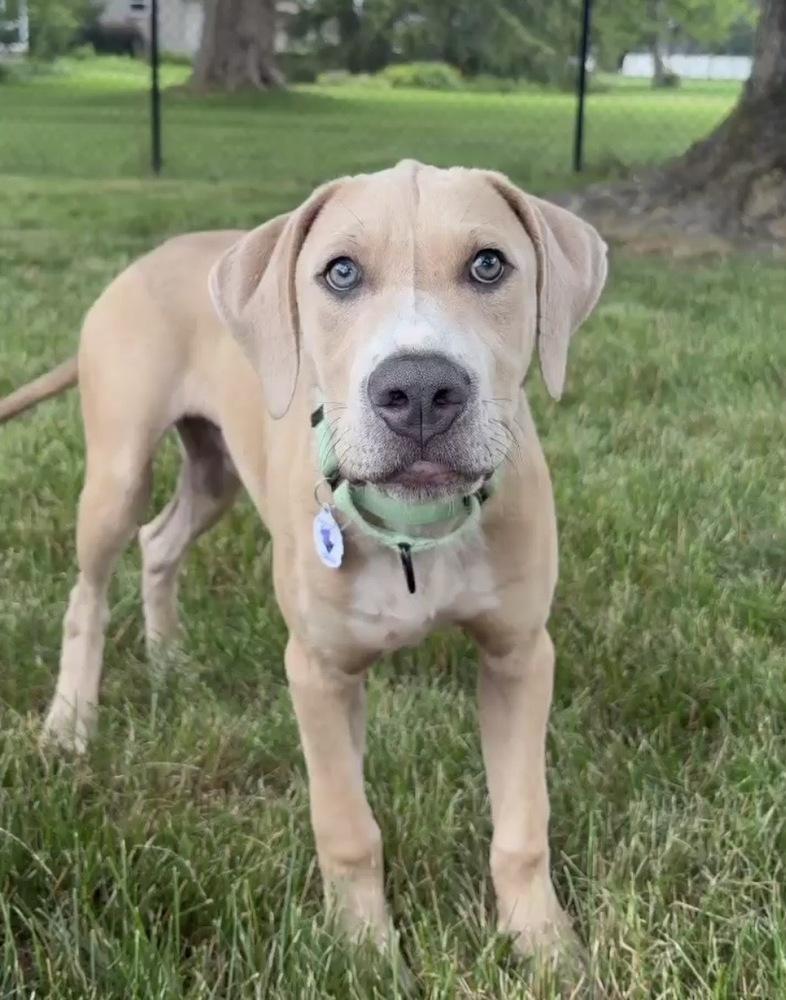 Enlarge Ronaldo, a Adoptable mixed breed in Alden, NY image 3/3